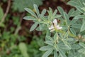 White lupine Lupinus albus, white flowers and bumblebee Royalty Free Stock Photo